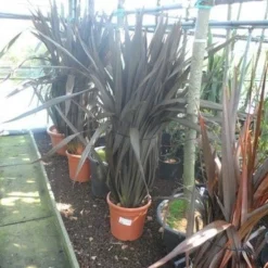 Nieuw Zeelands Vlas (Phormium Tenax 'Purpureum') -Tuin Puur Verkoop phormium tenax purpureum 100 125 c25