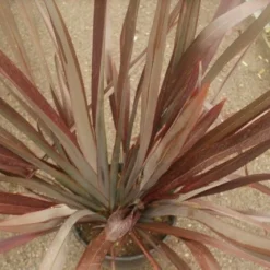 Nieuw Zeelands Vlas (Phormium Tenax 'Purpureum') -Tuin Puur Verkoop phormium tenax purpureum 1