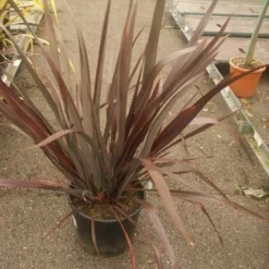 Nieuw Zeelands Vlas (Phormium Tenax 'Purpureum') -Tuin Puur Verkoop phormium tenax purpureum 2