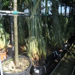Nieuw Zeelands Vlas (Phormium Tenax 'Variegatum') 8 Nieuw Zeelands Vlas (Phormium Tenax 'Variegatum') -Tuin Puur Verkoop phormium tenax variegatum 125 150 175 c50 70