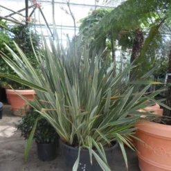 Nieuw Zeelands Vlas (Phormium Tenax 'Variegatum') 9 Nieuw Zeelands Vlas (Phormium Tenax 'Variegatum') -Tuin Puur Verkoop phormium tenax variegatum 150 200 c240