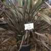 Nieuw Zeelands Vlas (Phormium Colensoi 'Platt's Black') -Tuin Puur Verkoop phorniumcolensoiplatt01