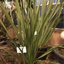 Nieuw Zeelands Vlas (Phormium Tenax 'Golden Ray') -Tuin Puur Verkoop phorniumtenax02 1