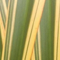 Nieuw Zeelands Vlas (Phormium Tenax 'Golden Ray') -Tuin Puur Verkoop phorniumtenaxgr01 2