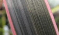 Nieuw Zeelands Vlas (Phormium Tenax 'Pink Stripe') -Tuin Puur Verkoop phorniumtenaxps01 2