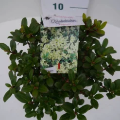 Dwergrhododendron (Rhododendron 'Princess- Anne') -Tuin Puur Verkoop pincess ann c2 boven