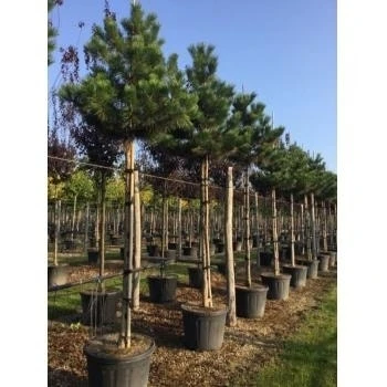 Oostenrijkse Den Als Boom (Pinus Nigra Nigra) 14 Oostenrijkse Den Als Boom (Pinus Nigra Nigra) - Afbeelding 12