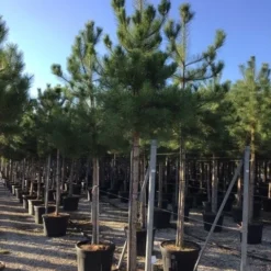 Oostenrijkse Den Als Boom (Pinus Nigra Nigra) 40 Oostenrijkse Den Als Boom (Pinus Nigra Nigra) -Tuin Puur Verkoop pinus nigra nigra 18 20 1