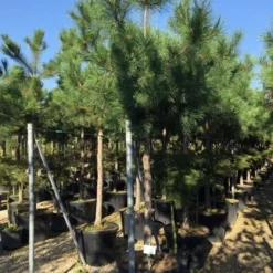 Oostenrijkse Den Als Boom (Pinus Nigra Nigra) 25 Oostenrijkse Den Als Boom (Pinus Nigra Nigra) -Tuin Puur Verkoop pinus nigra nigra 1820