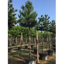 Oostenrijkse Den Als Boom (Pinus Nigra Nigra) 37 Oostenrijkse Den Als Boom (Pinus Nigra Nigra) -Tuin Puur Verkoop pinus nigra nigra 20 25