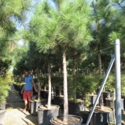 Oostenrijkse Den Als Boom (Pinus Nigra Nigra) 34 Oostenrijkse Den Als Boom (Pinus Nigra Nigra) -Tuin Puur Verkoop pinus nigra nigra 20 25 2