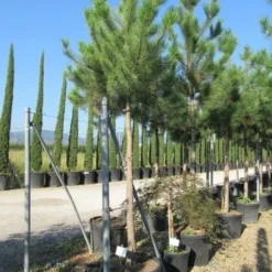 Oostenrijkse Den Als Boom (Pinus Nigra Nigra) 35 Oostenrijkse Den Als Boom (Pinus Nigra Nigra) -Tuin Puur Verkoop pinus nigra nigra 20 25 3