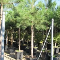 Oostenrijkse Den Als Boom (Pinus Nigra Nigra) 36 Oostenrijkse Den Als Boom (Pinus Nigra Nigra) -Tuin Puur Verkoop pinus nigra nigra 20 25 4