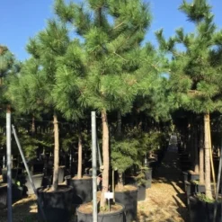 Oostenrijkse Den Als Boom (Pinus Nigra Nigra) 26 Oostenrijkse Den Als Boom (Pinus Nigra Nigra) -Tuin Puur Verkoop pinus nigra nigra 2025