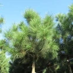 Oostenrijkse Den Als Boom (Pinus Nigra Nigra) 28 Oostenrijkse Den Als Boom (Pinus Nigra Nigra) -Tuin Puur Verkoop pinus nigra nigra 2