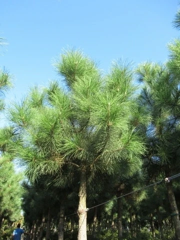 Oostenrijkse Den Als Boom (Pinus Nigra Nigra) 9 Oostenrijkse Den Als Boom (Pinus Nigra Nigra) - Afbeelding 7