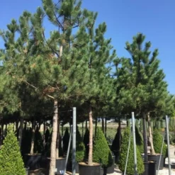 Oostenrijkse Den Als Boom (Pinus Nigra Nigra) 39 Oostenrijkse Den Als Boom (Pinus Nigra Nigra) -Tuin Puur Verkoop pinus nigra nigra 30 35