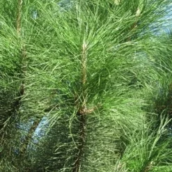 Oostenrijkse Den Als Boom (Pinus Nigra Nigra) 29 Oostenrijkse Den Als Boom (Pinus Nigra Nigra) -Tuin Puur Verkoop pinus nigra nigra 3