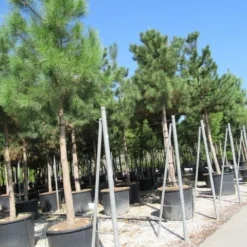 Oostenrijkse Den Als Boom (Pinus Nigra Nigra) 30 Oostenrijkse Den Als Boom (Pinus Nigra Nigra) -Tuin Puur Verkoop pinus nigra nigra 4