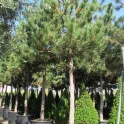 Oostenrijkse Den Als Boom (Pinus Nigra Nigra) 32 Oostenrijkse Den Als Boom (Pinus Nigra Nigra) -Tuin Puur Verkoop pinus nigra nigra 5