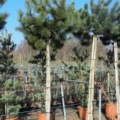 Oostenrijkse Den Als Boom (Pinus Nigra Nigra) 27 Oostenrijkse Den Als Boom (Pinus Nigra Nigra) -Tuin Puur Verkoop pinus nigra nigra stamboom 250 300