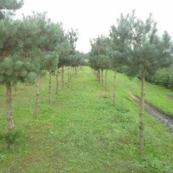 Grove Den (Pinus Sylvestris) 9 Grove Den (Pinus Sylvestris) -Tuin Puur Verkoop pinus sylvestris 5 opstam