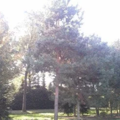 Grove Den (Pinus Sylvestris) 11 Grove Den (Pinus Sylvestris) -Tuin Puur Verkoop pinus sylvestris 60 70 1