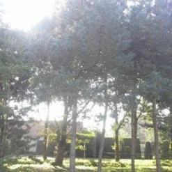 Grove Den (Pinus Sylvestris) 10 Grove Den (Pinus Sylvestris) -Tuin Puur Verkoop pinus sylvestris 60 70 2