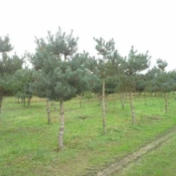 Grove Den (Pinus Sylvestris) 12 Grove Den (Pinus Sylvestris) -Tuin Puur Verkoop pinus sylvestris opstam