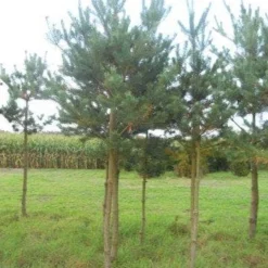 Grove Den (Pinus Sylvestris) 13 Grove Den (Pinus Sylvestris) -Tuin Puur Verkoop pinus sylvestris opstam 20 25 1