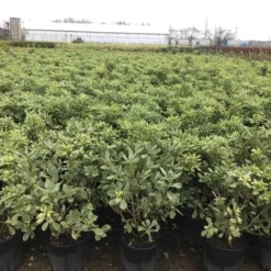 Australische Laurier (Pittosporum Tobira 'Variegatum') -Tuin Puur Verkoop pit