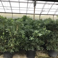 Australische Laurier (Pittosporum Tobira) -Tuin Puur Verkoop pittosporum