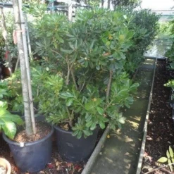 Australische Laurier (Pittosporum Tobira) -Tuin Puur Verkoop pittosporum tobira 100 125 c50