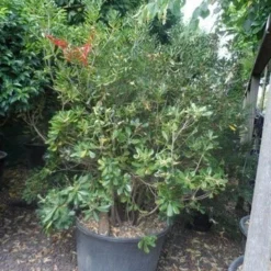 Australische Laurier (Pittosporum Tobira) -Tuin Puur Verkoop pittosporum tobira 150 175 c130