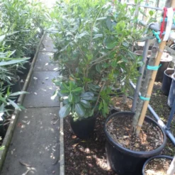 Australische Laurier (Pittosporum Tobira) -Tuin Puur Verkoop pittosporum tobira c10