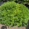 Australische Laurier (Pittosporum Tobira 'Nanum') -Tuin Puur Verkoop pittosporum tobira nanum 100 125