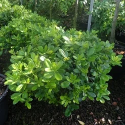 Australische Laurier (Pittosporum Tobira 'Nanum') -Tuin Puur Verkoop pittosporum tobira nanum c10
