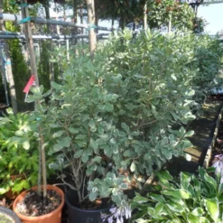 Australische Laurier (Pittosporum Tobira 'Variegatum') -Tuin Puur Verkoop pittosporum tobira variegatum 100 125 c35 50