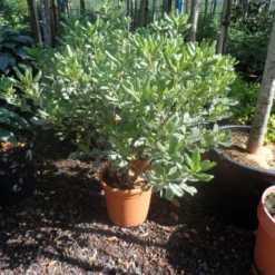 Australische Laurier (Pittosporum Tobira 'Variegatum') -Tuin Puur Verkoop pittosporum tobira variegatum c10