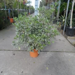 Australische Laurier (Pittosporum Tobira 'Variegatum') -Tuin Puur Verkoop pittosporum tobira variegatum c10