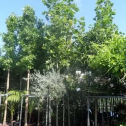 Plataan (Platanus Hispanica) 17 Plataan (Platanus Hispanica) -Tuin Puur Verkoop platanus acerifolia 14 16 18ho cont