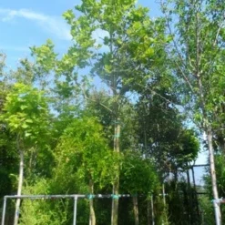 Plataan (Platanus Hispanica) 16 Plataan (Platanus Hispanica) -Tuin Puur Verkoop platanus acerifolia 25 30ho cont