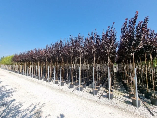 Rode Kerspruim Als Boom (Prunus Cerasifera 'Nigra') 4 Rode Kerspruim Als Boom (Prunus Cerasifera 'Nigra') - Afbeelding 2