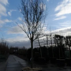 Rode Kerspruim Als Boom (Prunus Cerasifera 'Nigra') 19 Rode Kerspruim Als Boom (Prunus Cerasifera 'Nigra') -Tuin Puur Verkoop prunus cer. nigra 35 40