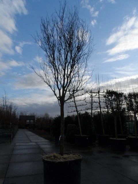 Rode Kerspruim Als Boom (Prunus Cerasifera 'Nigra') 11 Rode Kerspruim Als Boom (Prunus Cerasifera 'Nigra') - Afbeelding 9