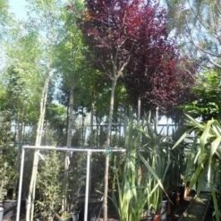 Rode Kerspruim Als Boom (Prunus Cerasifera 'Nigra') 17 Rode Kerspruim Als Boom (Prunus Cerasifera 'Nigra') -Tuin Puur Verkoop prunus cerasifera nigra 14 16 18ho cont