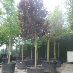 Rode Kerspruim Als Boom (Prunus Cerasifera 'Nigra') 18 Rode Kerspruim Als Boom (Prunus Cerasifera 'Nigra') -Tuin Puur Verkoop prunus cerasifera nigra 30 40ho c750