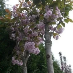 Japanse Sierkers (Prunus Serrulata 'Kanzan') 12 Japanse Sierkers (Prunus Serrulata 'Kanzan') -Tuin Puur Verkoop prunus kanzan 1