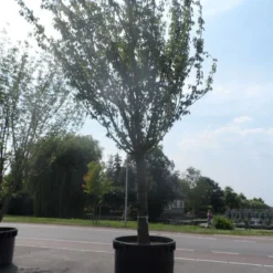 Japanse Sierkers (Prunus Serrulata 'Kanzan') 15 Japanse Sierkers (Prunus Serrulata 'Kanzan') -Tuin Puur Verkoop prunus serrulata kanzan 90 100ho c1500