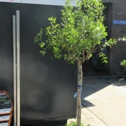 Granaatappel Op Stam (Punica Granatum) -Tuin Puur Verkoop punica01